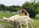 A woman kneeling down next to two goats in a field.